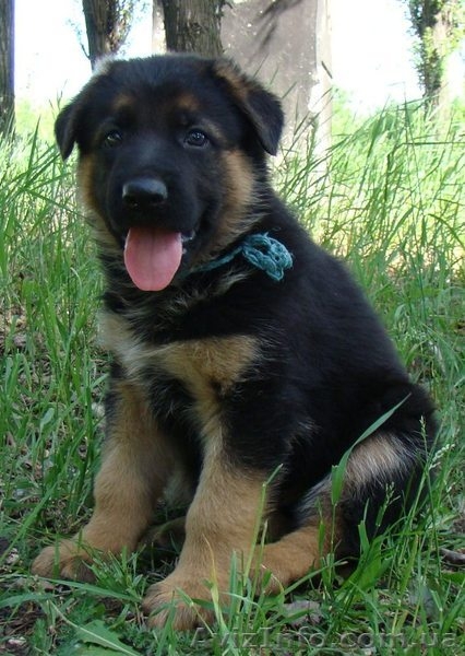   Питомник ТЕРЕН предлагает щенков немецкой овчарки - <ro>Изображение</ro><ru>Изображение</ru> #1, <ru>Объявление</ru> #295790