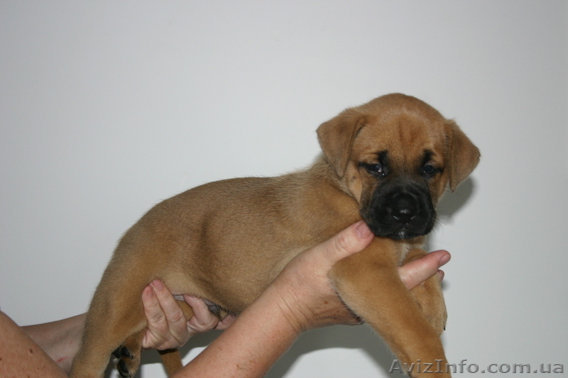 Отдам симпатичных щеночков в хорошие руки - <ro>Изображение</ro><ru>Изображение</ru> #1, <ru>Объявление</ru> #337255