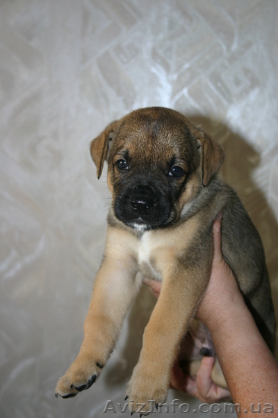 Отдам симпатичных щеночков в хорошие руки - <ro>Изображение</ro><ru>Изображение</ru> #2, <ru>Объявление</ru> #337255