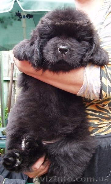щенки ньюфаундленда в Киеве - <ro>Изображение</ro><ru>Изображение</ru> #3, <ru>Объявление</ru> #317986