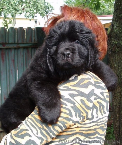 щенки ньюфаундленда в Киеве - <ro>Изображение</ro><ru>Изображение</ru> #4, <ru>Объявление</ru> #317986
