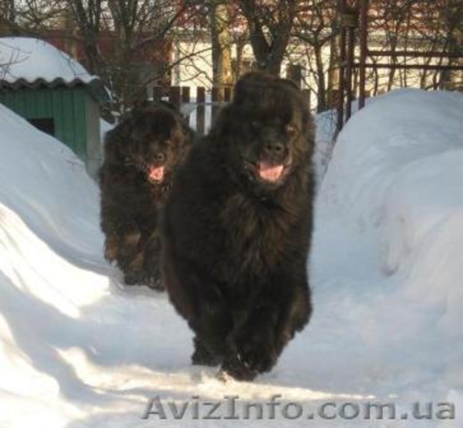 щенки ньюфаундленда в Киеве - <ro>Изображение</ro><ru>Изображение</ru> #1, <ru>Объявление</ru> #317986