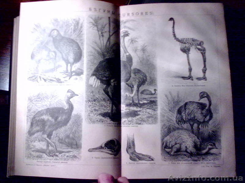 продаю энциклопедию Брокгауза и Эфрона - <ro>Изображение</ro><ru>Изображение</ru> #5, <ru>Объявление</ru> #347739