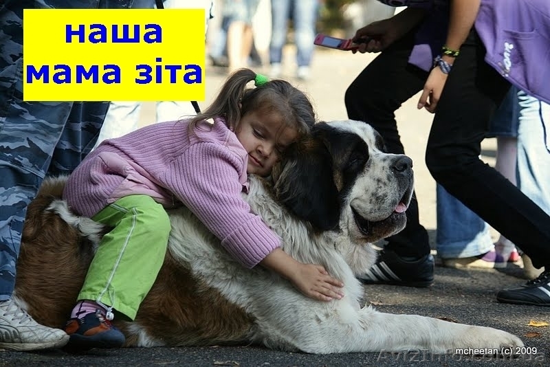 продам цуценят сенбернара - <ro>Изображение</ro><ru>Изображение</ru> #3, <ru>Объявление</ru> #348196