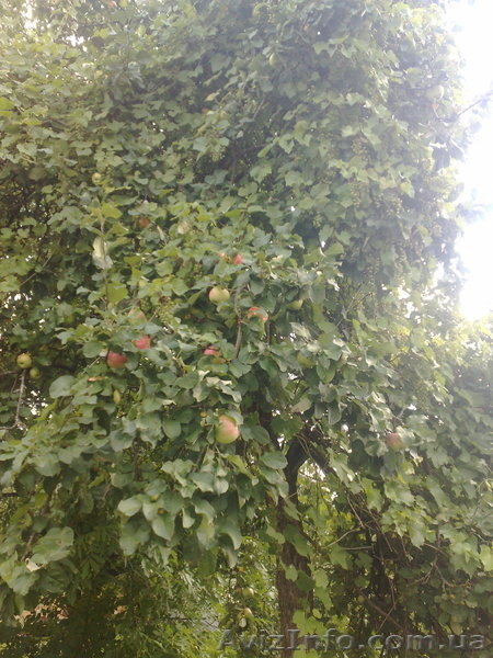 Дача в Підгірках  - <ro>Изображение</ro><ru>Изображение</ru> #4, <ru>Объявление</ru> #350722