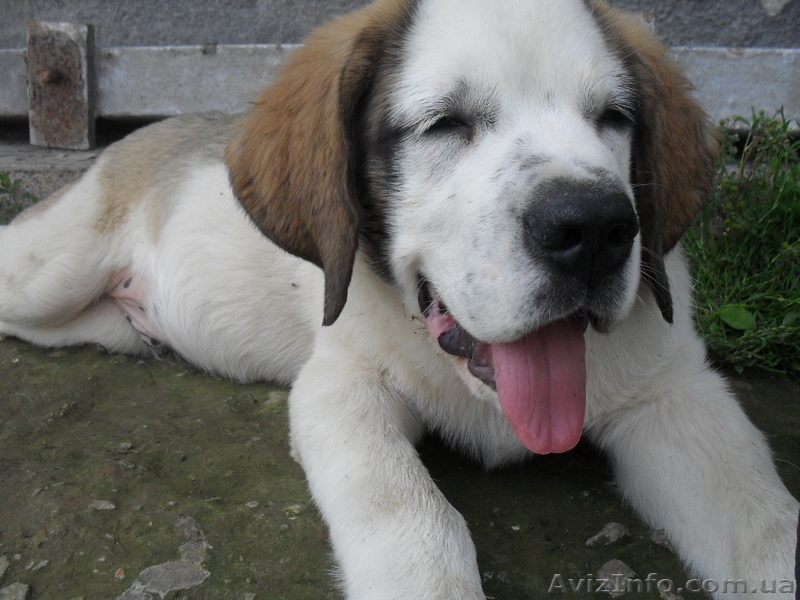 продам цуценят сенбернара - <ro>Изображение</ro><ru>Изображение</ru> #1, <ru>Объявление</ru> #348196