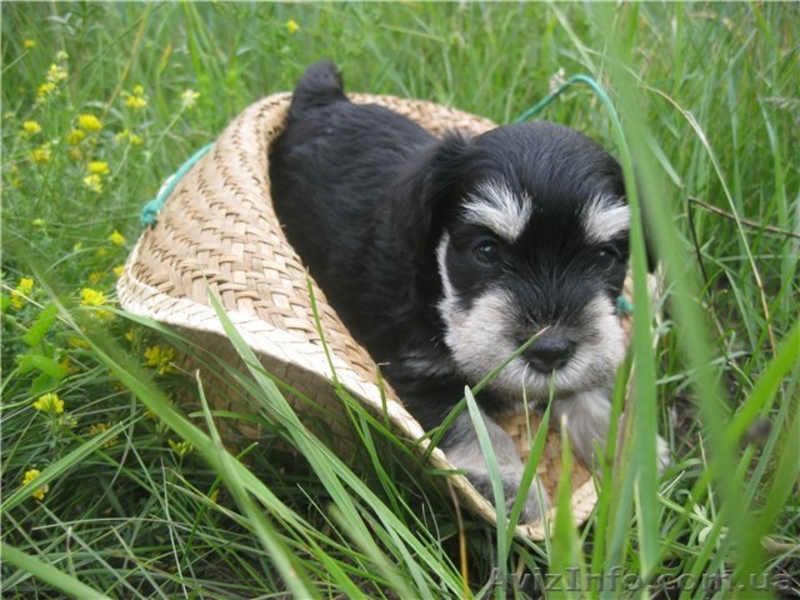 щенки цвергшнауцера, окрас - черный с серебром - <ro>Изображение</ro><ru>Изображение</ru> #1, <ru>Объявление</ru> #361774