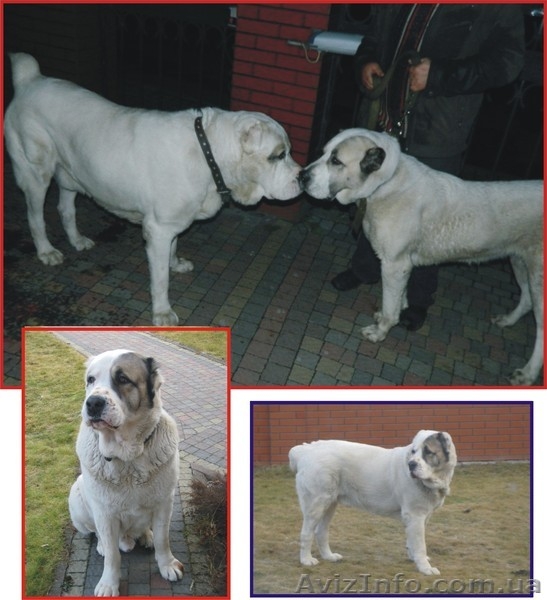 продам щенков алабая САО среднеазиатскую овчарку - <ro>Изображение</ro><ru>Изображение</ru> #3, <ru>Объявление</ru> #506496