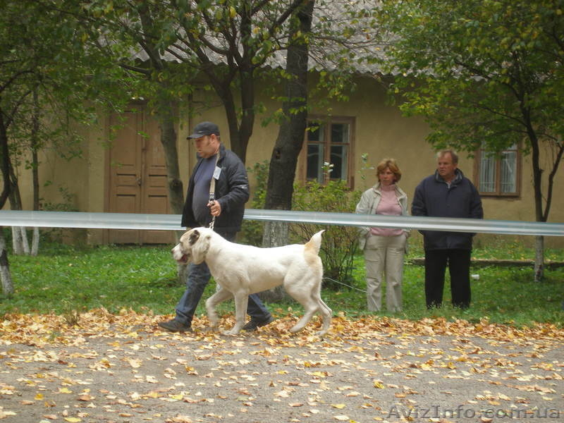 продам щенков алабая САО среднеазиатскую овчарку - <ro>Изображение</ro><ru>Изображение</ru> #9, <ru>Объявление</ru> #506496