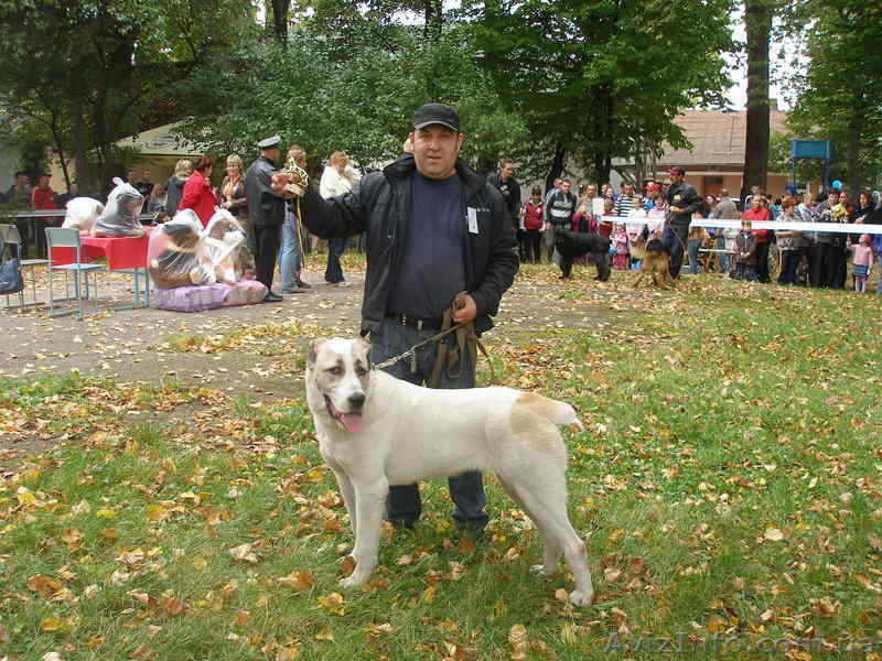 продам щенков алабая САО среднеазиатскую овчарку - <ro>Изображение</ro><ru>Изображение</ru> #10, <ru>Объявление</ru> #506496