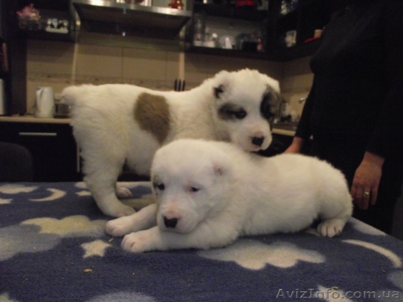 продам щенков алабая САО среднеазиатскую овчарку - <ro>Изображение</ro><ru>Изображение</ru> #5, <ru>Объявление</ru> #506496