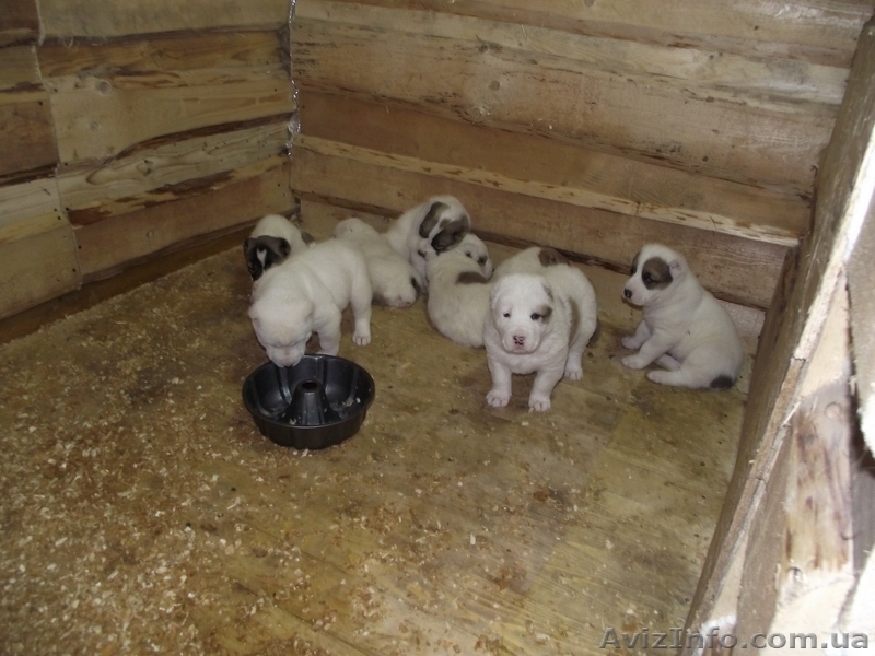продам щенков алабая САО среднеазиатскую овчарку - <ro>Изображение</ro><ru>Изображение</ru> #4, <ru>Объявление</ru> #506496