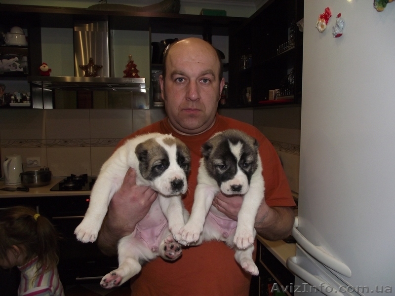 продам щенков алабая САО среднеазиатскую овчарку - <ro>Изображение</ro><ru>Изображение</ru> #7, <ru>Объявление</ru> #506496