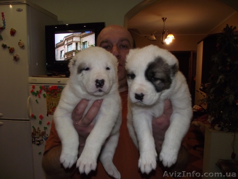 продам щенков алабая САО среднеазиатскую овчарку - <ro>Изображение</ro><ru>Изображение</ru> #6, <ru>Объявление</ru> #506496