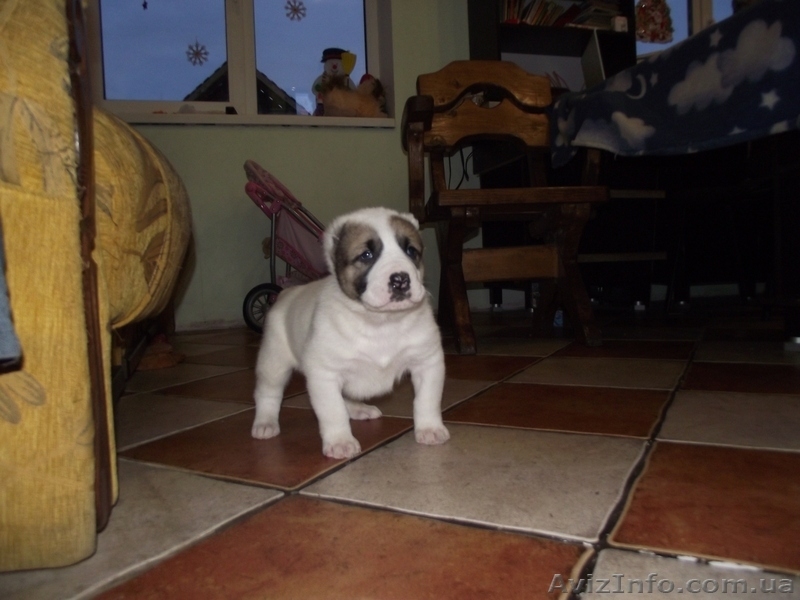 продам щенков алабая САО среднеазиатскую овчарку - <ro>Изображение</ro><ru>Изображение</ru> #8, <ru>Объявление</ru> #506496