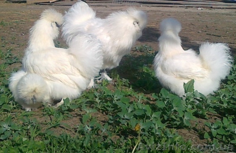 Фазани Куры Перепела - <ro>Изображение</ro><ru>Изображение</ru> #1, <ru>Объявление</ru> #574578