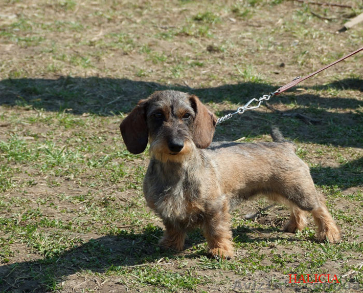 Щенки жесткошерстной таксы миниатюра, кролик - <ro>Изображение</ro><ru>Изображение</ru> #2, <ru>Объявление</ru> #613135