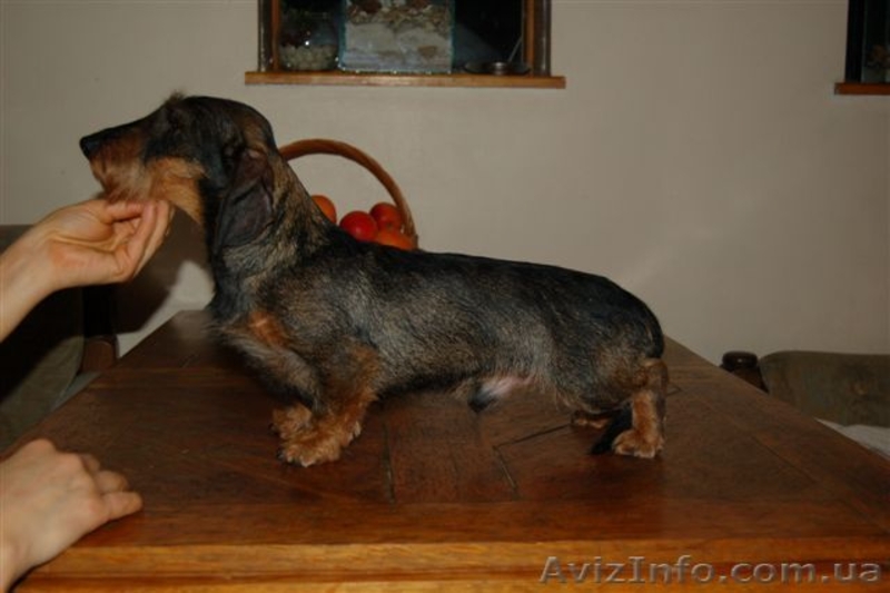 Щенки жесткошерстной таксы миниатюра, кролик - <ro>Изображение</ro><ru>Изображение</ru> #3, <ru>Объявление</ru> #613135