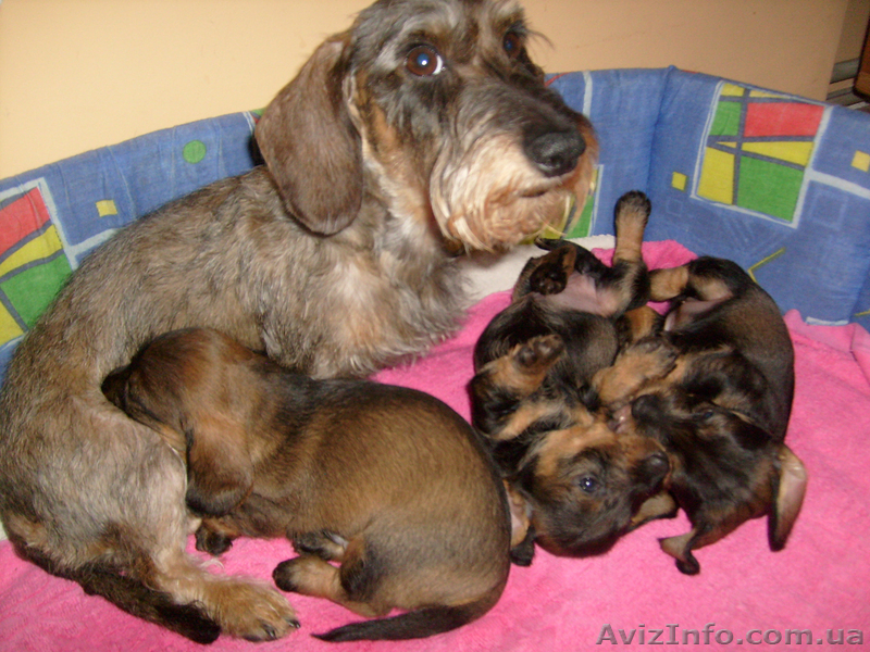 Щенки жесткошерстной таксы миниатюра, кролик - <ro>Изображение</ro><ru>Изображение</ru> #6, <ru>Объявление</ru> #613135