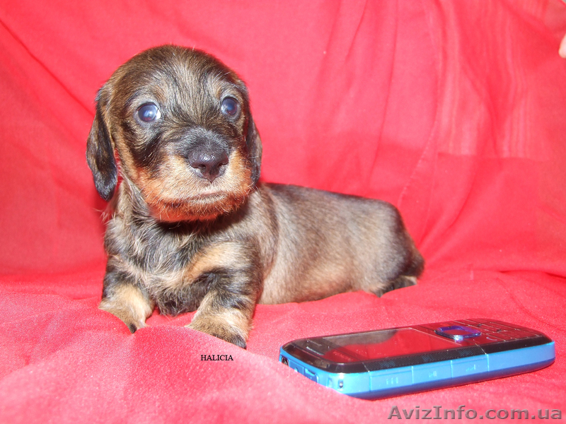 Щенки жесткошерстной таксы миниатюра, кролик - <ro>Изображение</ro><ru>Изображение</ru> #8, <ru>Объявление</ru> #613135