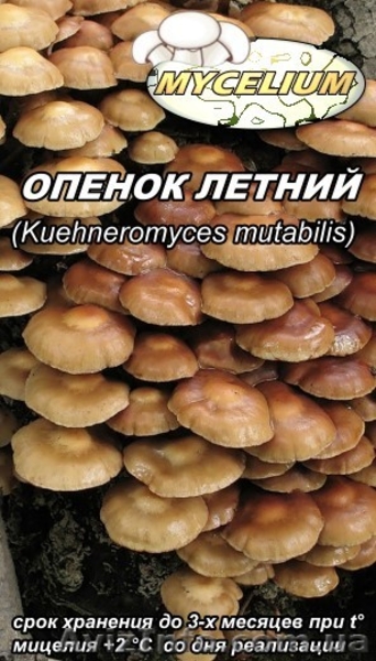 Купить продажа мицелий вешенки, шампиньона Недорого! Міцелій гливи, печериці - <ro>Изображение</ro><ru>Изображение</ru> #4, <ru>Объявление</ru> #735544