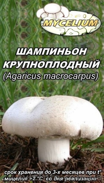 Купить продажа мицелий вешенки, шампиньона Недорого! Міцелій гливи, печериці - <ro>Изображение</ro><ru>Изображение</ru> #8, <ru>Объявление</ru> #735544