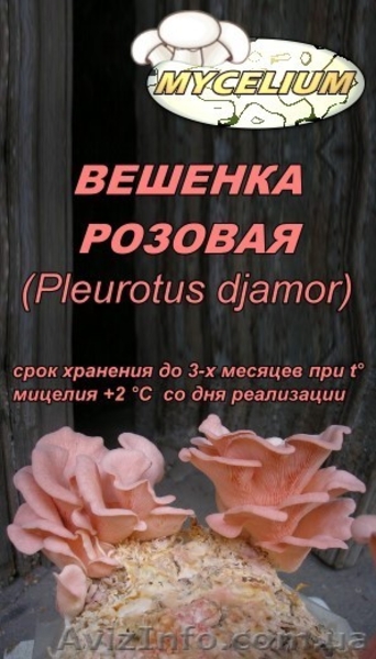 Купить продажа мицелий вешенки, шампиньона Недорого! Міцелій гливи, печериці - <ro>Изображение</ro><ru>Изображение</ru> #7, <ru>Объявление</ru> #735544