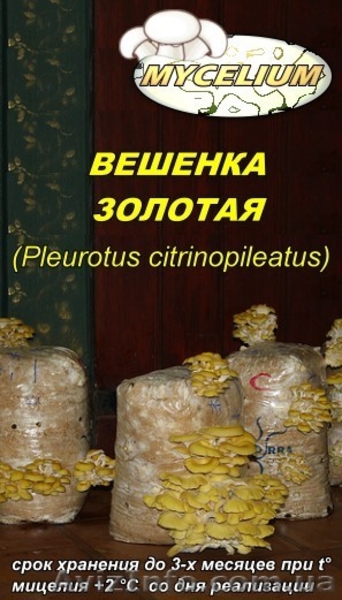 Купить продажа мицелий вешенки, шампиньона Недорого! Міцелій гливи, печериці - <ro>Изображение</ro><ru>Изображение</ru> #6, <ru>Объявление</ru> #735544