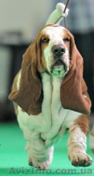 Продам цуценят бассет-хаунда - <ro>Изображение</ro><ru>Изображение</ru> #1, <ru>Объявление</ru> #778159
