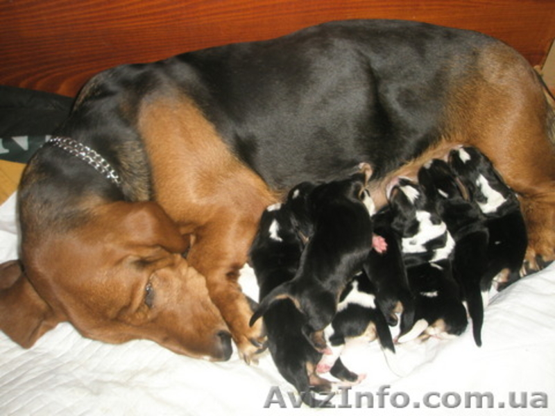 Продам цуценят бассет-хаунда - <ro>Изображение</ro><ru>Изображение</ru> #2, <ru>Объявление</ru> #778159