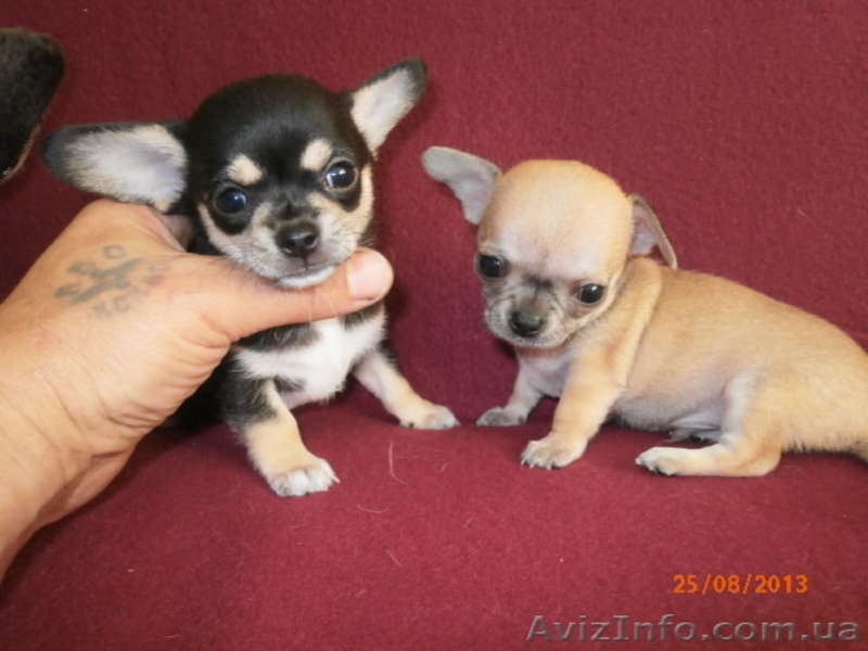 ЧІХУАХУА - чарівний, маленький хлопчик, масть триколор! - <ro>Изображение</ro><ru>Изображение</ru> #2, <ru>Объявление</ru> #951689