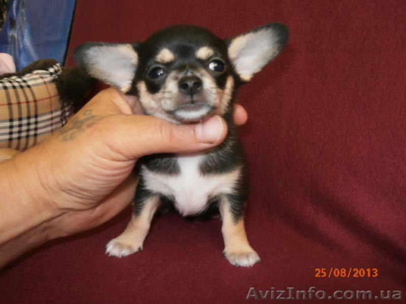 ЧІХУАХУА - чарівний, маленький хлопчик, масть триколор! - <ro>Изображение</ro><ru>Изображение</ru> #1, <ru>Объявление</ru> #951689