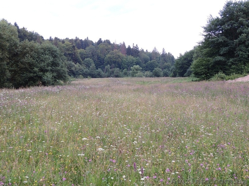 Продам участок в Карпатах - Пистынь, 50 соток - <ro>Изображение</ro><ru>Изображение</ru> #3, <ru>Объявление</ru> #998275