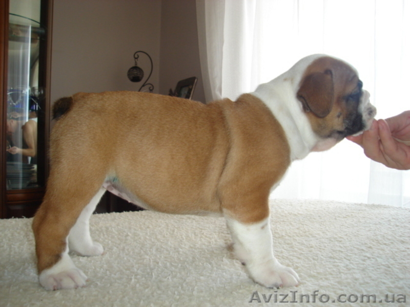 Цуценя англійського бульдога шоу-клас - <ro>Изображение</ro><ru>Изображение</ru> #2, <ru>Объявление</ru> #993627