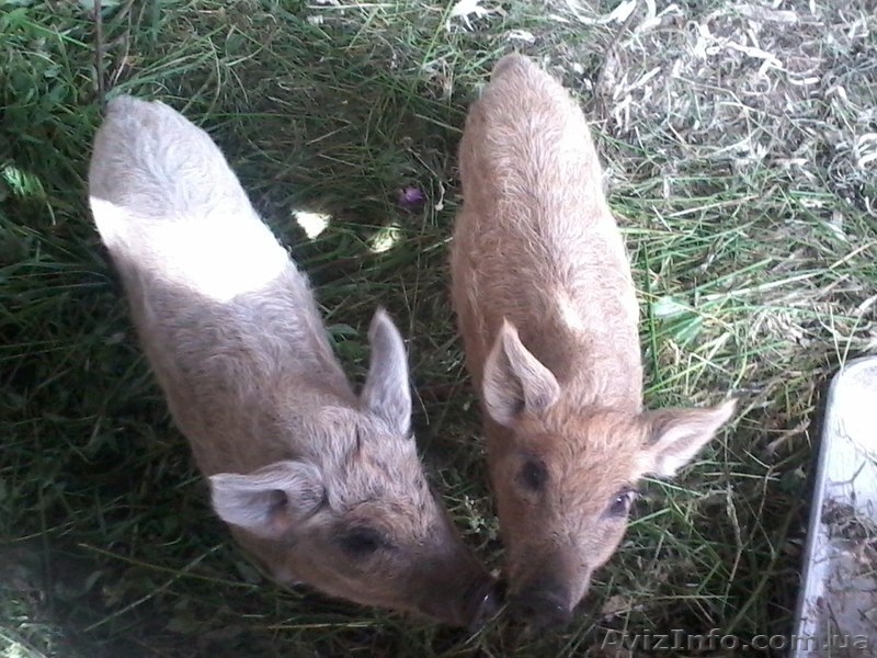 Продаю свині венгерські мангалиці пухові - <ro>Изображение</ro><ru>Изображение</ru> #1, <ru>Объявление</ru> #1119190