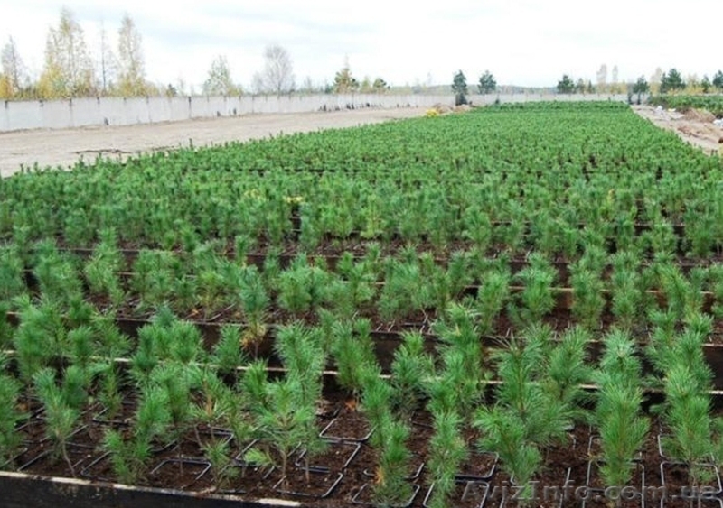 Продам саженцы неплодоносящих деревьев - <ro>Изображение</ro><ru>Изображение</ru> #4, <ru>Объявление</ru> #1220837