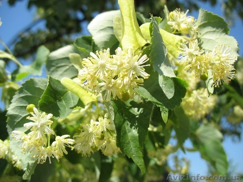 Продам саженцы неплодоносящих деревьев - <ro>Изображение</ro><ru>Изображение</ru> #1, <ru>Объявление</ru> #1220837