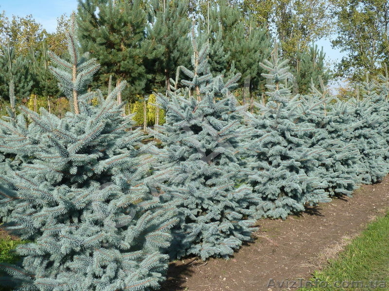 Продам саженцы неплодоносящих деревьев - <ro>Изображение</ro><ru>Изображение</ru> #5, <ru>Объявление</ru> #1220837