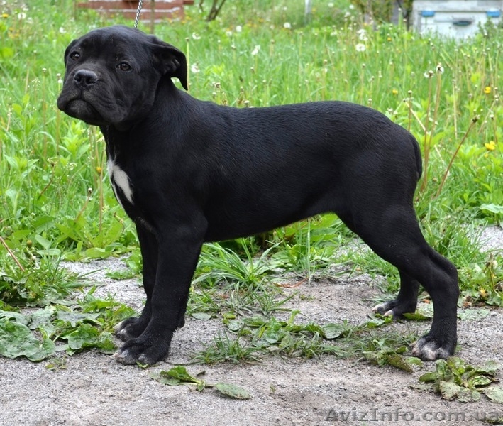 Щенки кане корсо девочки - <ro>Изображение</ro><ru>Изображение</ru> #1, <ru>Объявление</ru> #1272731