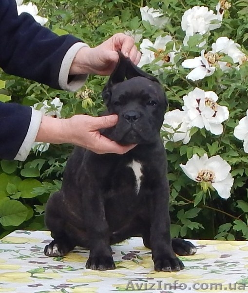 Щенки кане корсо девочки - <ro>Изображение</ro><ru>Изображение</ru> #2, <ru>Объявление</ru> #1272731