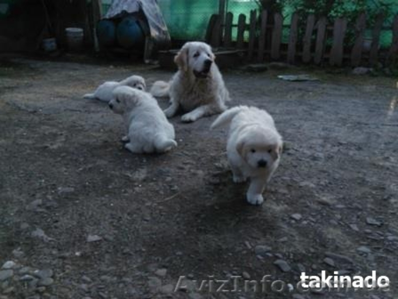 Продаю щенков подгалянской (татранской) овчарки. Коломыя - <ro>Изображение</ro><ru>Изображение</ru> #1, <ru>Объявление</ru> #1427876