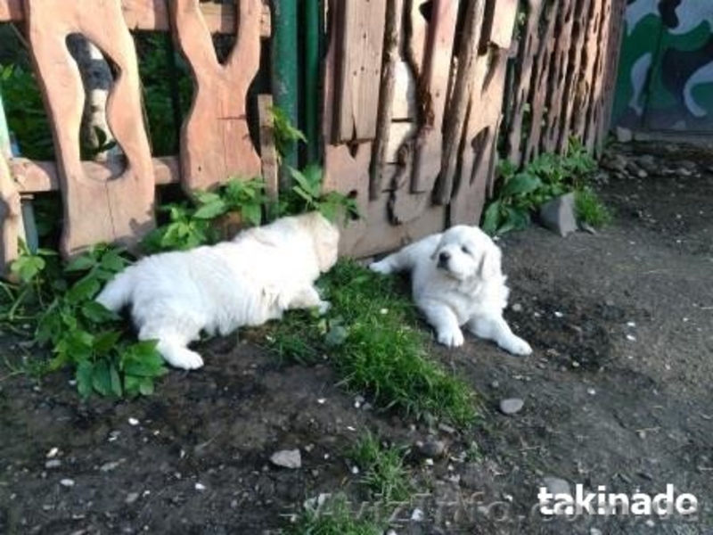 Продаю щенков подгалянской (татранской) овчарки. Коломыя - <ro>Изображение</ro><ru>Изображение</ru> #2, <ru>Объявление</ru> #1427876