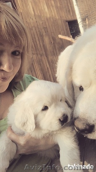 Продаю щенков подгалянской (татранской) овчарки. Коломыя - <ro>Изображение</ro><ru>Изображение</ru> #4, <ru>Объявление</ru> #1427876