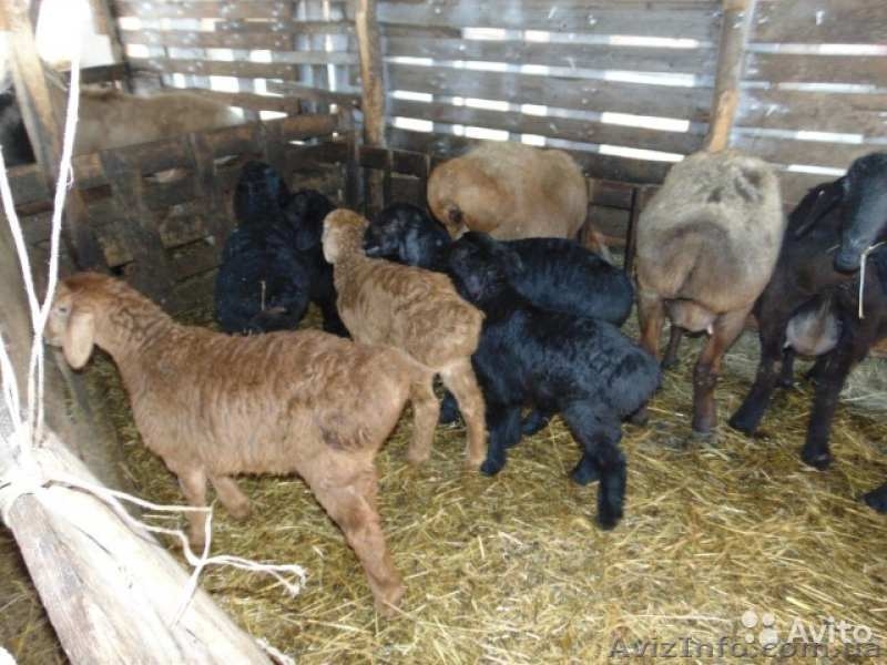 Продаю овець гіссарської породи в Івано-Франківській області - <ro>Изображение</ro><ru>Изображение</ru> #2, <ru>Объявление</ru> #1452408