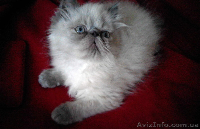 Персидські кошенята єкстремали - <ro>Изображение</ro><ru>Изображение</ru> #1, <ru>Объявление</ru> #1461922