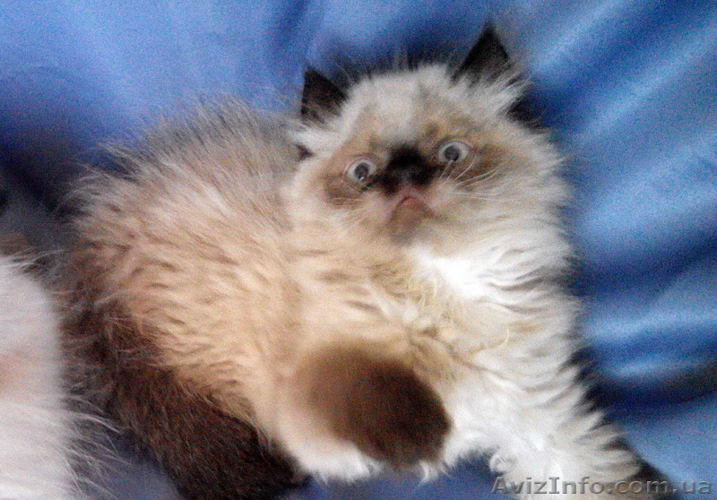 Персидські кошенята єкстремали - <ro>Изображение</ro><ru>Изображение</ru> #3, <ru>Объявление</ru> #1461922