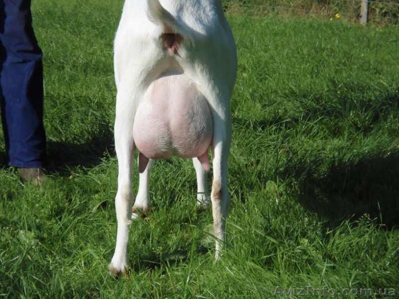 Фермерське господарство продає молоко - <ro>Изображение</ro><ru>Изображение</ru> #2, <ru>Объявление</ru> #1482455