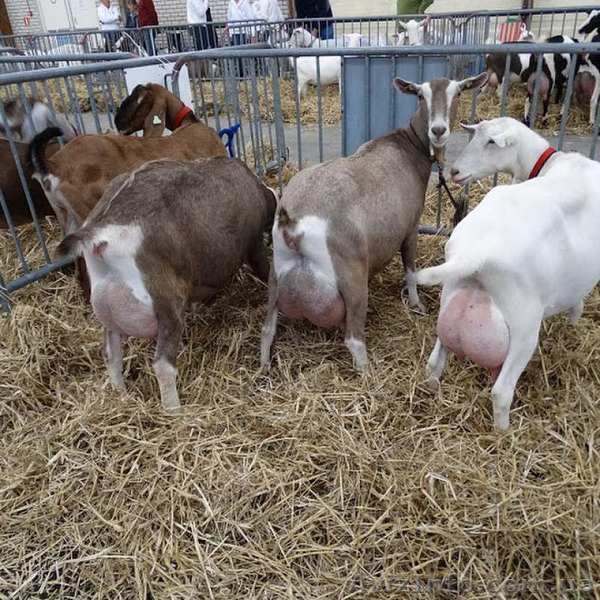 Фермерське господарство продає молоко - <ro>Изображение</ro><ru>Изображение</ru> #1, <ru>Объявление</ru> #1482455