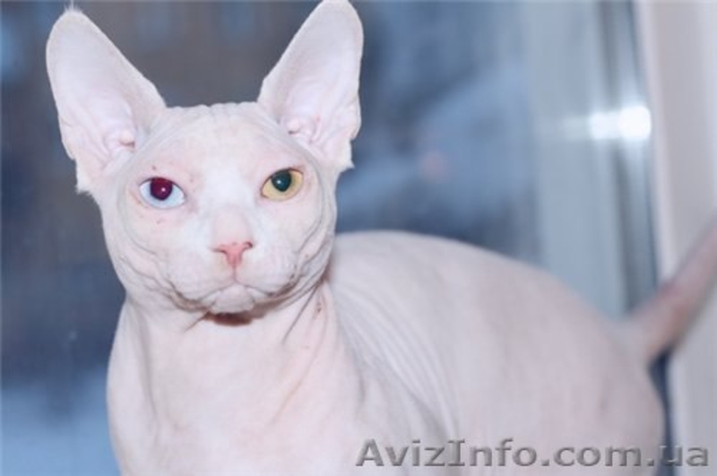Канадский сфинкс,кот для вязок - <ro>Изображение</ro><ru>Изображение</ru> #1, <ru>Объявление</ru> #824115