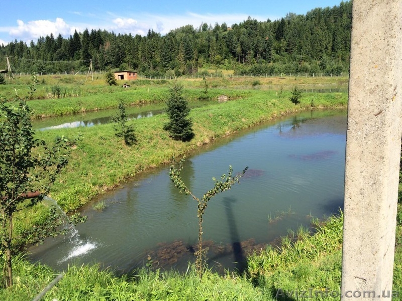 СРОЧНО!!! Продам форелевое хозяйство в Ивано-Франковская область. - <ro>Изображение</ro><ru>Изображение</ru> #10, <ru>Объявление</ru> #1563036